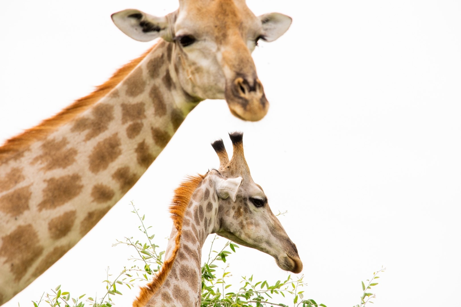 Chobe Safari Lodge - Image 16